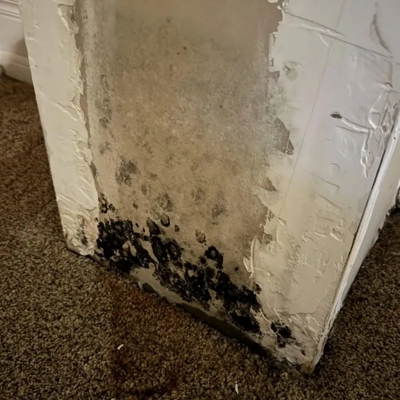Professional Mold Removal in Mackinaw, IL